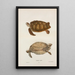 Tortue verte Chelonia mydas - John Edwards Holbrook — ingelijst kunstwerk aan de muur