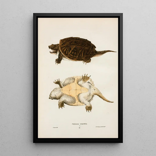 John Edwards Holbrook - Chelonura serpentina.webp