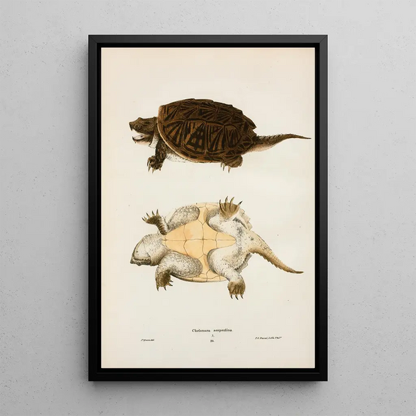 John Edwards Holbrook - Chelonura serpentina.webp