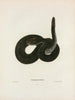 Crotalophorus Kirtlandii - John Edwards Holbrook — artwork view