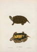 Tortue de Mobile - John Edwards Holbrook — weergave van het kunstwerk