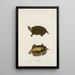 Tortue de Mobile - John Edwards Holbrook — ingelijst kunstwerk aan de muur