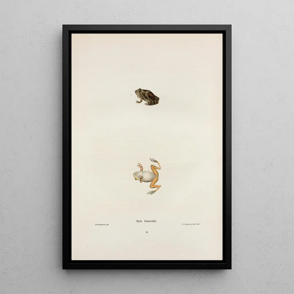 John Edwards Holbrook - Hyla femoralis.webp