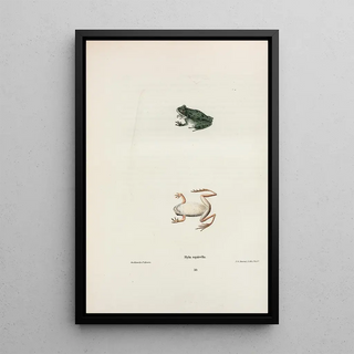 John Edwards Holbrook - Hyla squirella.webp