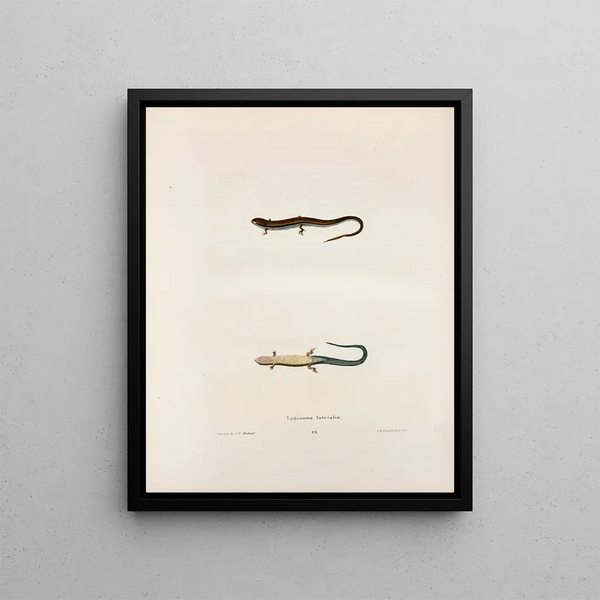 John Edwards Holbrook - Lygosoma lateralis.webp