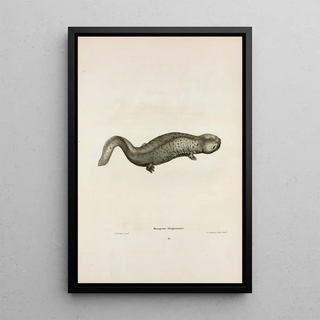 John Edwards Holbrook - Menopoma Alleghaniensis.webp