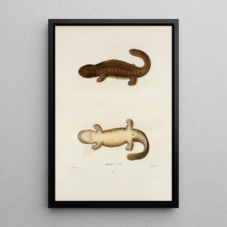 John Edwards Holbrook - Menopoma fusca.webp