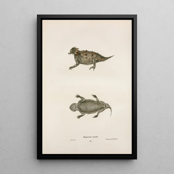 John Edwards Holbrook - Phrynosoma cornuta.webp