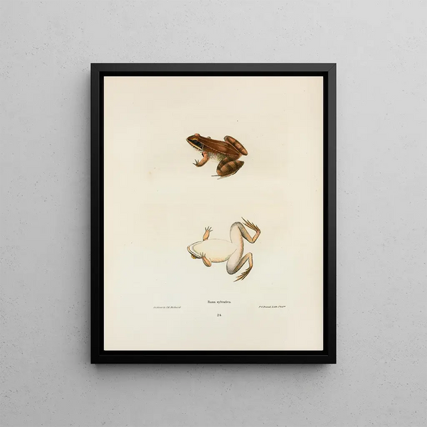John Edwards Holbrook - Rana sylvatica.webp