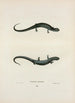 Salamandre granuleuse - John Edwards Holbrook — weergave van het kunstwerk