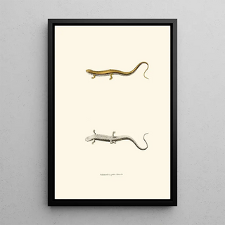 John Edwards Holbrook - Salamandra guttolineata.webp