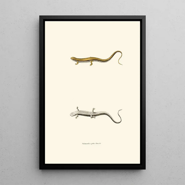 John Edwards Holbrook - Salamandra guttolineata.webp