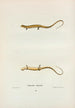 Salamandre longicaude - John Edwards Holbrook — weergave van het kunstwerk