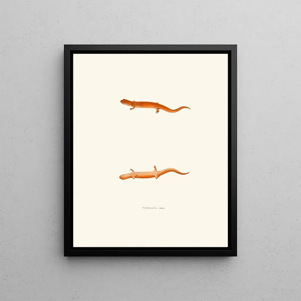 John Edwards Holbrook - Salamandra rubra.webp