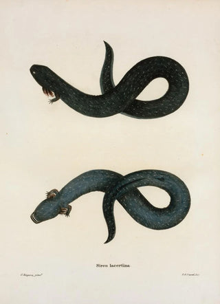 John Edwards Holbrook - Siren lacertina.webp