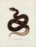 van Trigonocephalus afrofuscus - John Edwards Holbrook — weergave van het kunstwerk