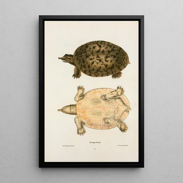 John Edwards Holbrook - Trionyx ferox.webp