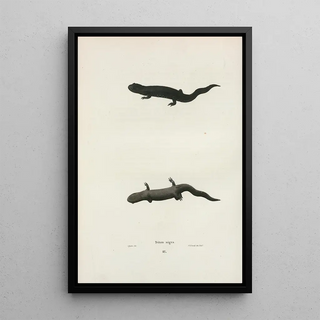 John Edwards Holbrook - Triton niger.webp