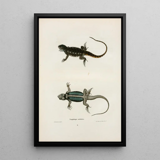 John Edwards Holbrook - Tropidolepis undulatus.webp