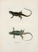 Tropidolepis ondulé - John Edwards Holbrook — weergave van het kunstwerk