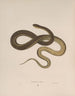 Tropidonotus leberis - John Edwards Holbrook — weergave van het kunstwerk