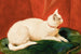 Een witte kat - John Frederick Herring l'Ancien — weergave van het kunstwerk