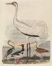 Heron van Louisiana Oesterjager, Kraai, Ooievaar, Cirkel en Kluut met lange snavel - John G. Warnicke — weergave van het kunstwerk
