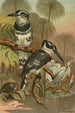Martin-pêcheur noir et blanc - John George Wood — weergave van het kunstwerk