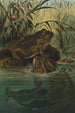 Kikker-stier - John George Wood — weergave van het kunstwerk