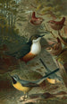 Cincle, bergeronnettes et troglodytes - John George Wood — weergave van het kunstwerk