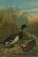 Kanarie-eend - John George Wood — weergave van het kunstwerk