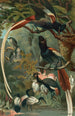 Tchitrec de paradis - John George Wood — weergave van het kunstwerk