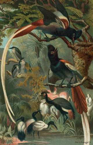 John George Wood - Paradise Flycatchers.webp