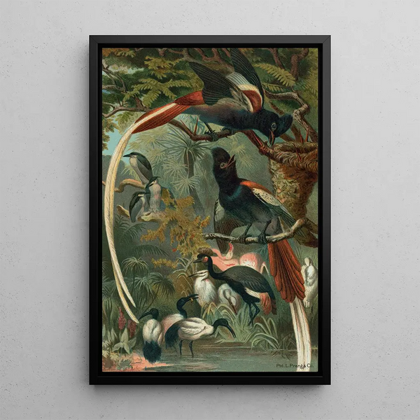 John George Wood - Paradise Flycatchers.webp