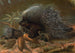 Egel - John George Wood — weergave van het kunstwerk