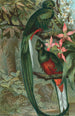 Trogon resplendissant - John George Wood — weergave van het kunstwerk