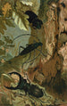 Lucane et longicorne - John George Wood — weergave van het kunstwerk
