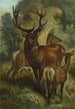 Cerf élaphe - John George Wood — weergave van het kunstwerk