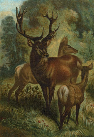 John George Wood - Stag or Red Deer.webp