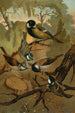 Mésanges - John George Wood — weergave van het kunstwerk