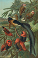 Tisserins - John George Wood — weergave van het kunstwerk