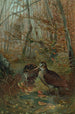 Bécasse - John George Wood — weergave van het kunstwerk