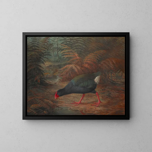 Un moho takahe Notornis mantelli - John Gerrard Keulemans — framed artwork on a wall