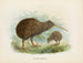Apteryx de Mantell - John Gerrard Keulemans — weergave van het kunstwerk