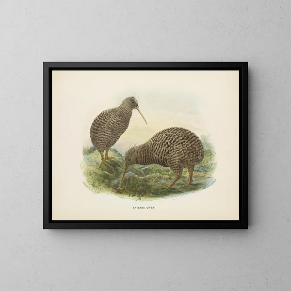 Apteryx oweni - John Gerrard Keulemans — framed artwork on a wall