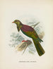 Carpophaga van Nieuw-Zeeland - John Gerrard Keulemans — weergave van het kunstwerk