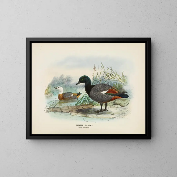 Casarca variegata male and female - John Gerrard Keulemans — framed artwork on a wall