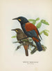 Créations carnuculatus - John Gerrard Keulemans — weergave van het kunstwerk