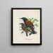 Créations carnuculatus - John Gerrard Keulemans — ingelijst kunstwerk aan de muur