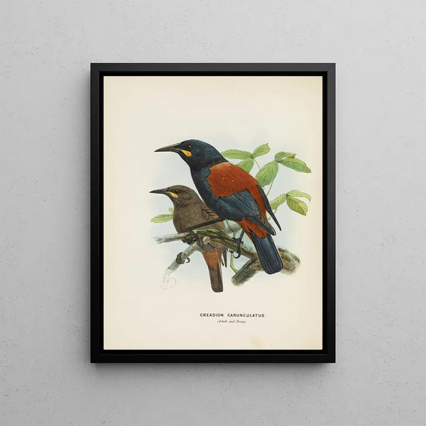 John Gerrard Keulemans - Creadion carnuculatus.webp